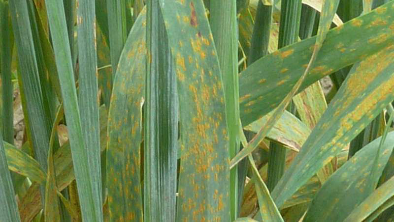 Crown Rust